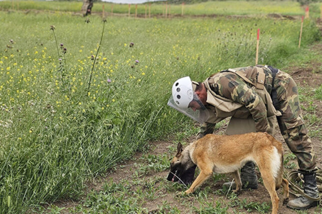 Minatəmizləmədə heyvanlardan istifadə qaydası müəyyənləşir