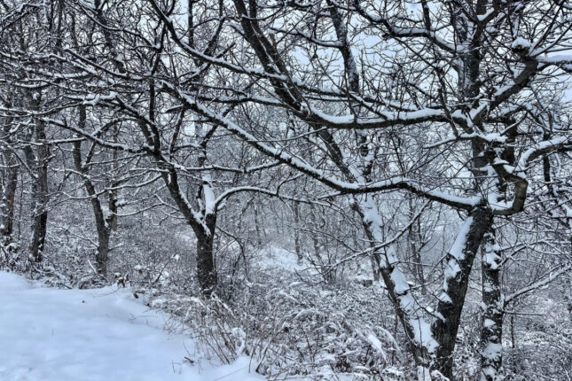 Bu ərazilərə qar yağır – FAKTİKİ HAVA