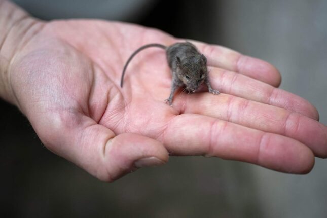 “Siçovul qızdırması” epidemiyası artır — DİQQƏT