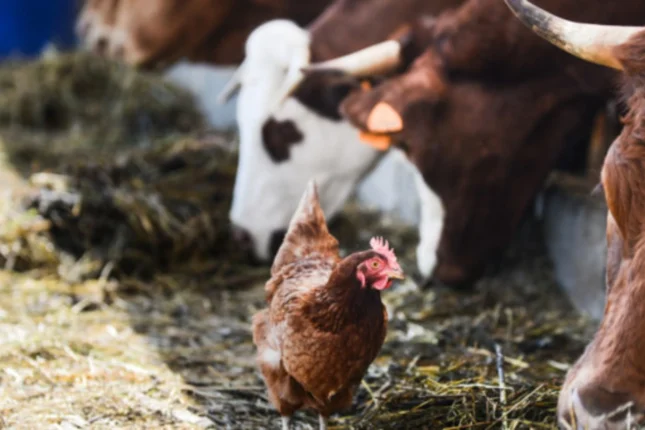 Ət idxalına qadağa, quş qripi və dabaq qiymətlərə təsir edəcəkmi? — VİDEO Ət idxalına qadağa, quş qripi və dabaq qiymətlərə təsir edəcəkmi? — VİDEO