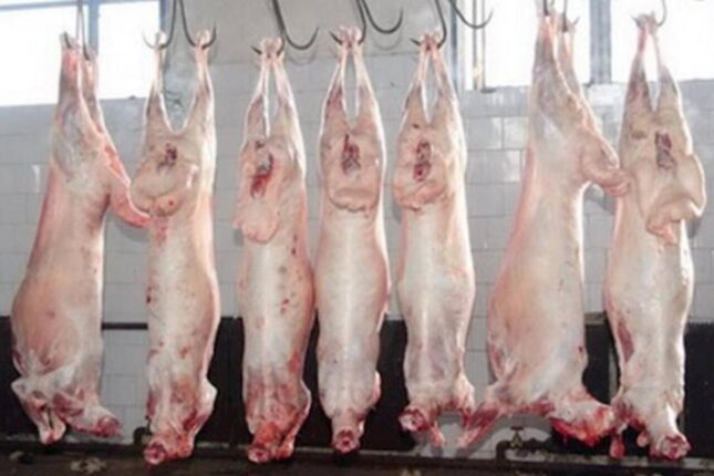 Monqol quzularının kəsilmə şəraiti – “Ən çox restoranlar alır” – VİDEO