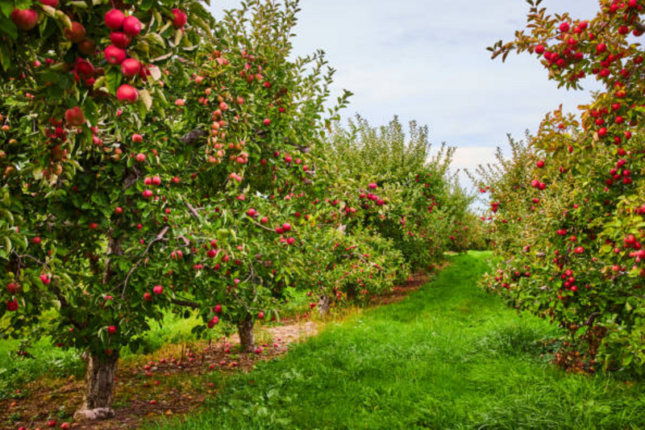 Yol kənarındakı meyvələri sakinlər yığa bilər? – AÇIQLAMA