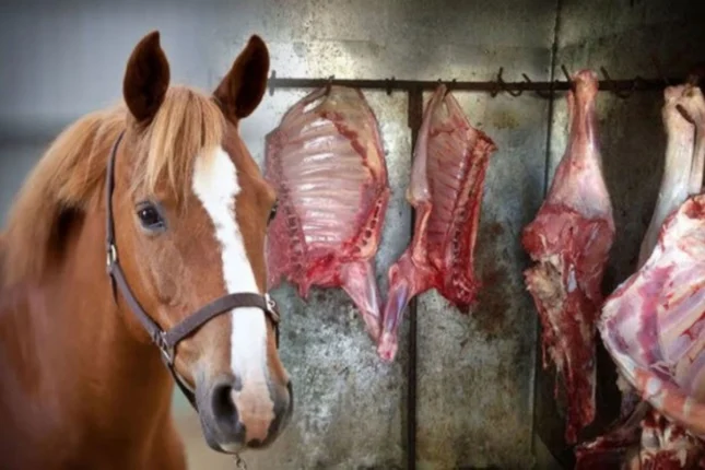 Bakıda bir tondan artıq yararsız at əti aşkar olundu-VİDEO