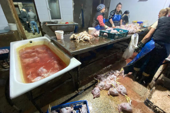 “Kənd toyuqları”nı bu vannalarda “istehsal edirmişlər” – FOTOlar “Kənd toyuqları”nı bu vannalarda “istehsal edirmişlər” – FOTOlar