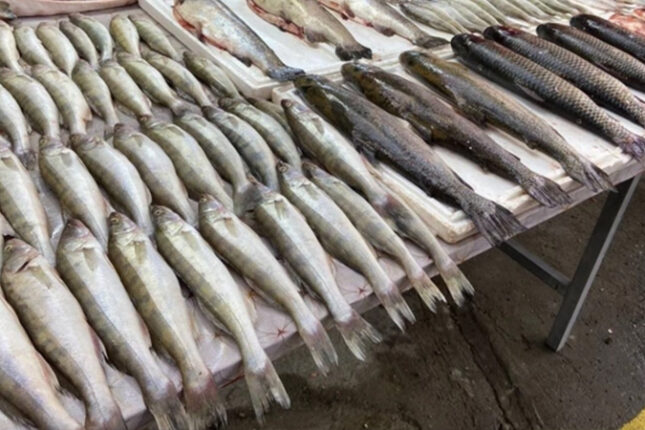 Yeni il süfrəsində balıq yemək lüksə çevrildi – Qiymətlər necədir?