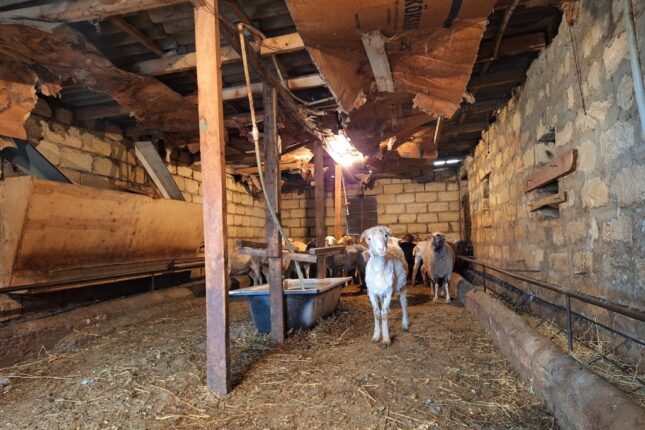 Tövlə tikənlər cərimələnəcəkmi? – ƏTRAFLI