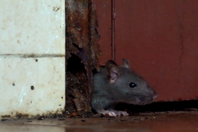 Bakıda siçovullar maşınlara zərər vurdu – VİDEO