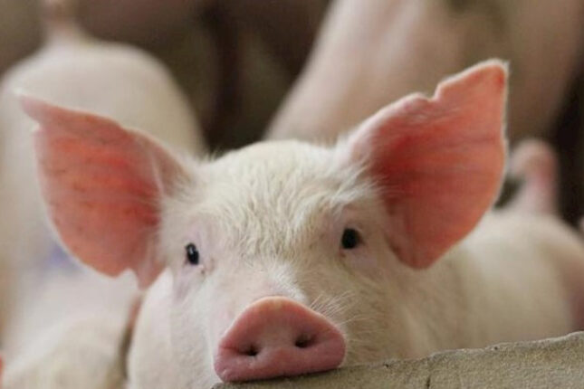 Azərbaycanda donuzlar azalıb – Ən çox hansı rayonlarda saxlanılır…