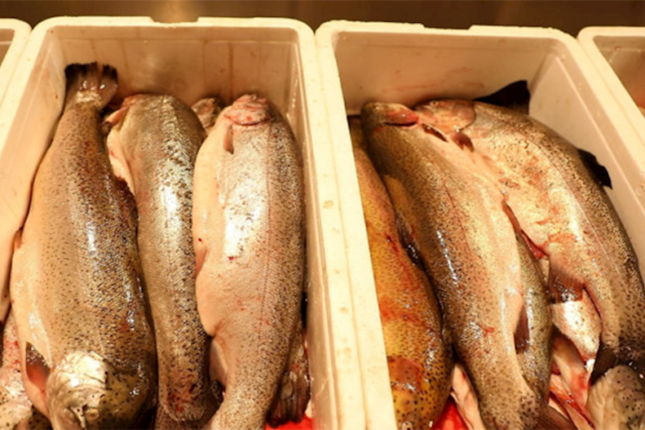 Bu bazardan balıq və kürü alanların nəzərinə! – Nöqsanlar aşkarlandı