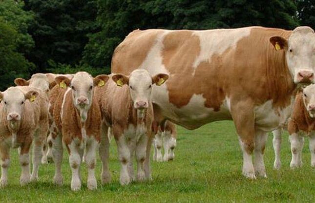 Bu il Azərbaycana 121 milyon dollar dəyərində diri heyvan gətirilib