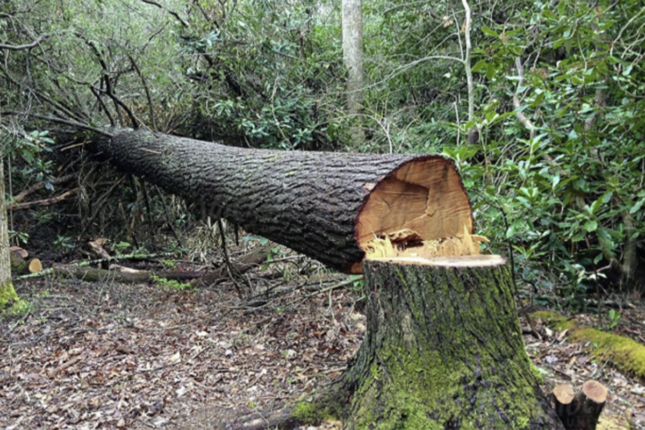 Yaşıllıqlara 40 min manata yaxın ziyan vuruldu