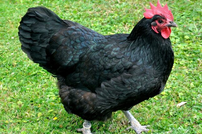 1 toyuğa görə sosial yardımdan məhrum oldu — VİDEO