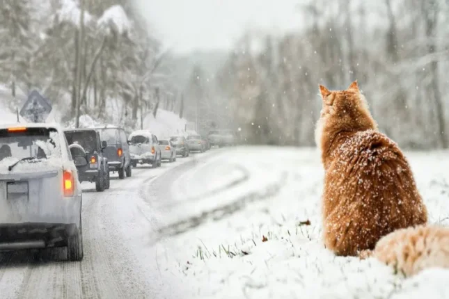10 dərəcə şaxta olacaq – Sabahın havası