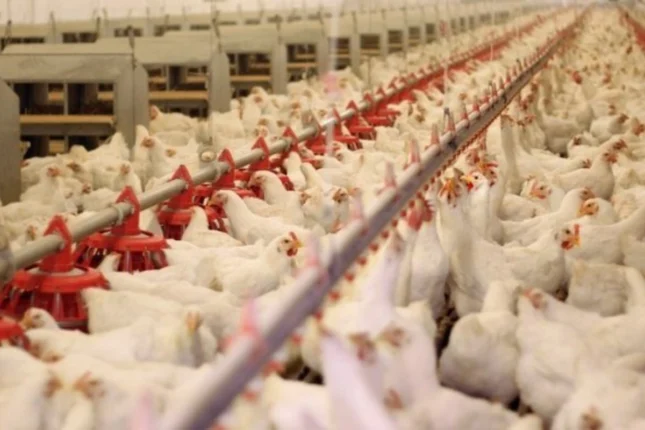 Azərbaycana bu ölkələrdən quş və heyvan məhsullarının gəitirilməsi məhdudlaşdırıldı