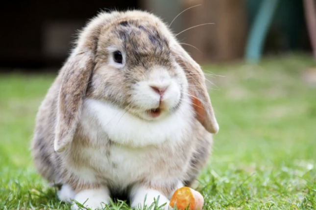 “Azərdovşansaxlayan” adlı QHT də var imiş