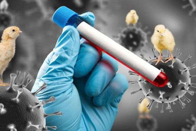 Azərbaycanda quş qripinə yoluxma halı aşkarlanıb? – Rəsmi açıqlama