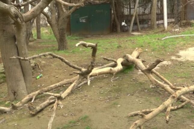“Yəqin ki, yerində nəsə tikəcəklər” – Binəqədidə ağaclar niyə qurudulub? (VİDEO)