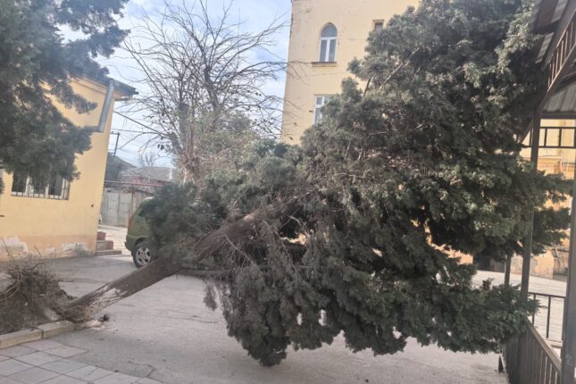 Qurumlar susur: Aşan ağac 6 gündür təhlükə saçır — FOTO Qurumlar susur: Aşan ağac 6 gündür təhlükə saçır — FOTO