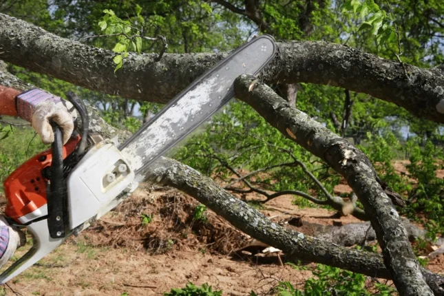 Yasamal rayonunda qanunsuz ağackəsmə faktı AŞKARLANDI