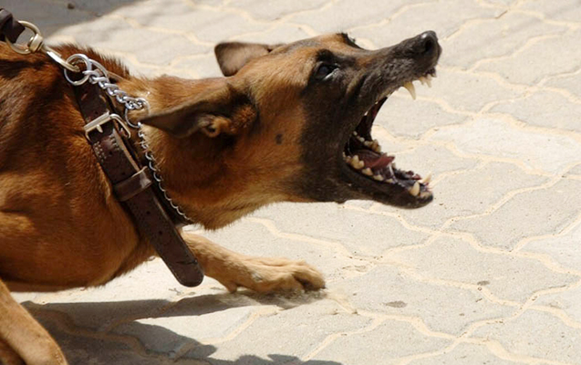 Balaxanıda 1 ayda 65 nəfəri it dişləyib