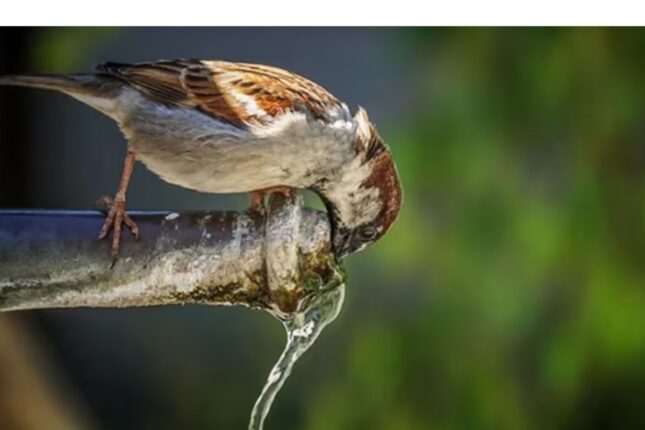 Üç gün sonra ilk çərşənbəni qeyd edəcəyik Üç gün sonra ilk çərşənbəni qeyd edəcəyik