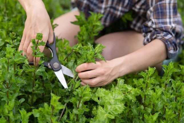 Beyində iltihabı azalda bilən bitki açıqlanıb