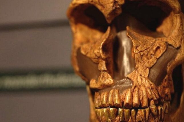 Azərbaycanda 80 min əvvəl yaşamış insanın qalıqları tapılıb