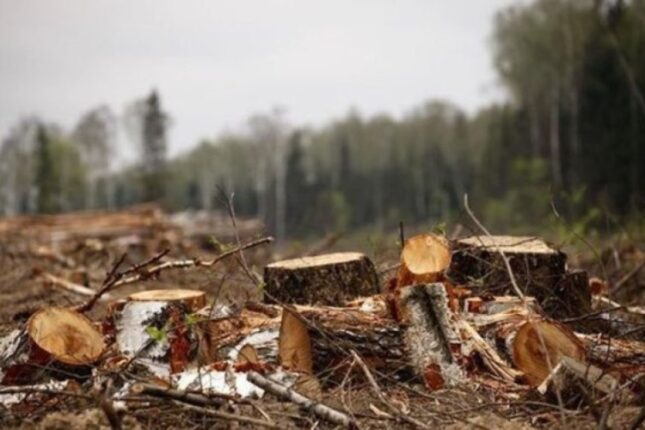 Bakıda ağacları kəsdilər – Təbiətə 25 min manat ziyan vuruldu