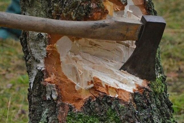 “Ağ şəhər”də ağac kəsmə ilə bağlı cinayət işi açıldı