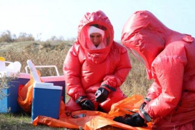 Azərbaycanda quş qripi və Nyukasl xəstəliyi yayılıb?- AÇIQLAMA