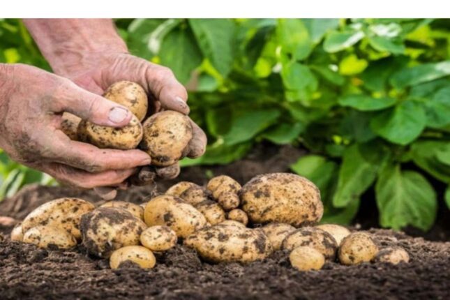 Xaricə 59 qəpiyə, yerli bazarda 1 manat – Qiymət fərqinin səbəbi nədir?