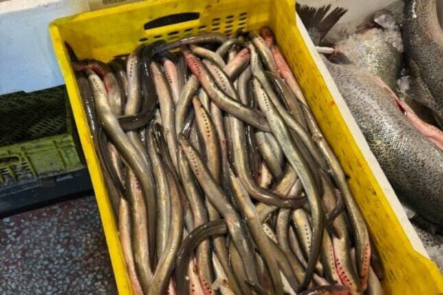 Balıq alarkən bu nüanslara DİQQƏT edin – FOTO