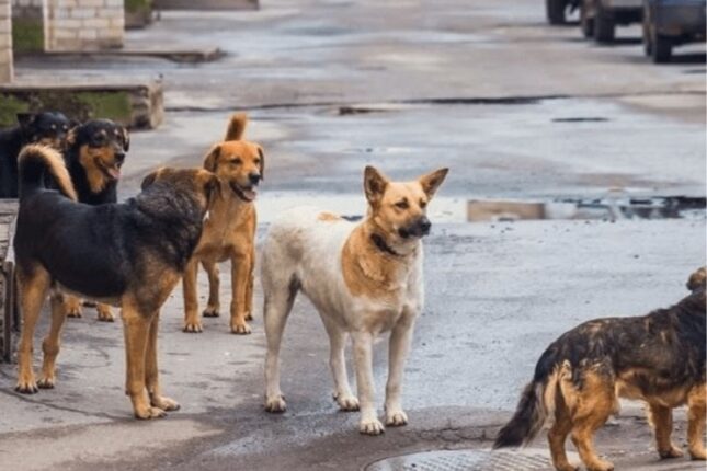 Lənkəranda sahibsiz itlər tez-tez insanlara hücum edir – Video