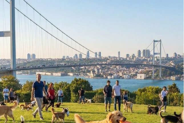 “Oxuma, zəngin məhəllədə iş tap” – gündə 4 it gəzdirib  8 000 qazandığını deyir