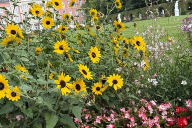 Sabahın havası açıqlandı