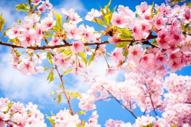 Azərbaycana YAZ GƏLDİ