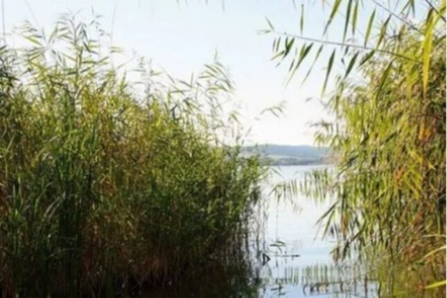 Azərbaycanda FACİƏ: 9 yaşlı uşaq gölməçədə boğuldu