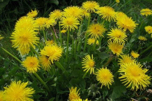 Azərbaycanda bitən bu bitki 30 xəstəliyin düşməni sayılır – həm də sürətlə arıqladır!