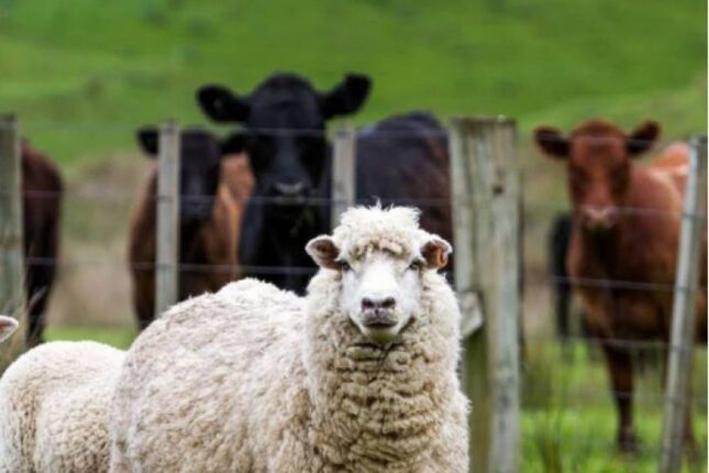 Hər azərbaycanlı ömrü boyu 4 inək, 35 qoyun yeyir – ARAŞDIRMA