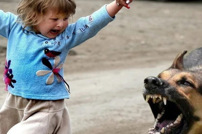 Biləsuvarda iki həftədə 26 nəfəri it dişləyib – 9-u uşaqdır