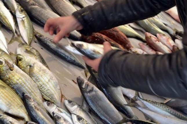 Kiloqramı 2 manata alınan balıq niyə 35 manata satılır? -VİDEO