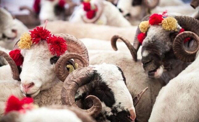 Qurban bayramı ilə bağlı fətva verildi Qurban bayramı ilə bağlı fətva verildi