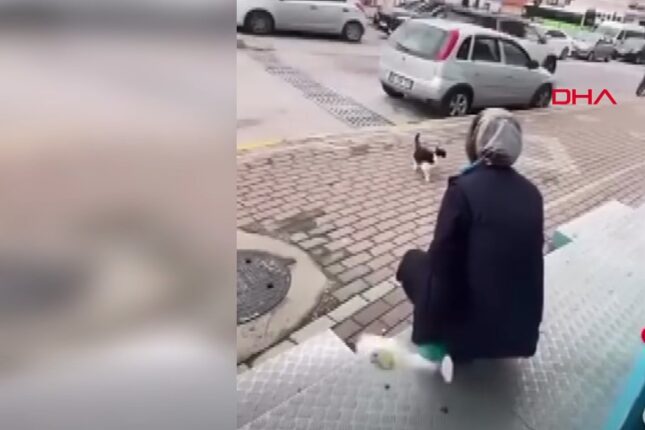 Pişiyə işgəncə verdi, cəzasını aldı-VİDEO