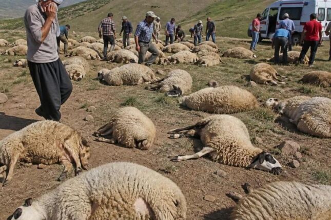 Arılar 400 baş qoyunu öldürdü – Foto