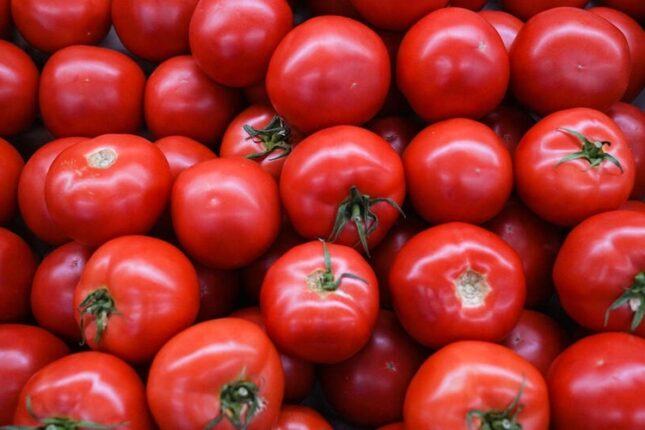 Sata bilmədiyi 4 ton pomidoru xalqa PULSUZ PAYLADI Sata bilmədiyi 4 ton pomidoru xalqa PULSUZ PAYLADI