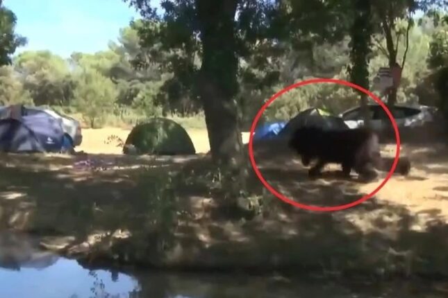 Qəribə cinayət: Ayı geyimli şəxs kabab və pivə oğurlayır – Foto