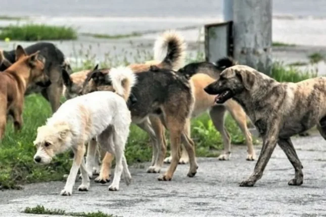Bakının bu ərazisində zibil, ilan və küçə itləri sakinləri çıxılmaz vəziyyətdə qoyub