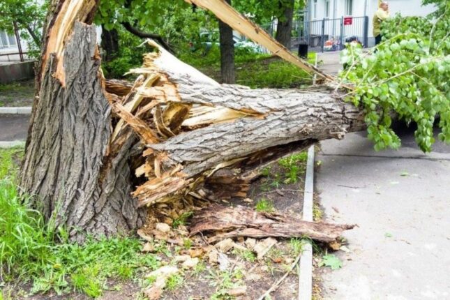 Bakıda güclü külək 7 ağacı aşırdı, 22 budağı qırdı Bakıda güclü külək 7 ağacı aşırdı, 22 budağı qırdı