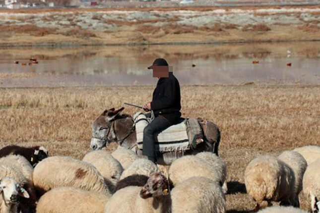 Salyanda müəmmalı hadisə: Çoban 84 qoyunla yoxa çıxdı