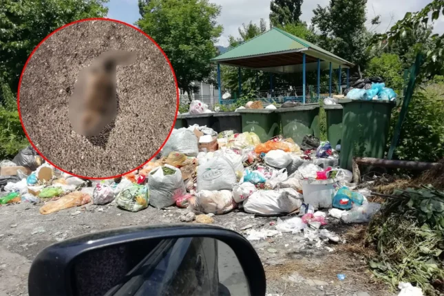 Qəbələdə üfunət və iri siçanlardan şikayət: Sakinlər kömək istəyirlər Qəbələdə üfunət və iri siçanlardan şikayət: Sakinlər kömək istəyirlər